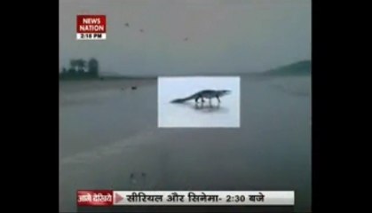 Crocodiles on Goa beach!