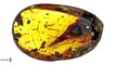 These 10 Animals Were Found Trapped In Amber For Millions Of Years