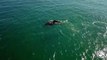 Baleias jubarte dao show em Arraial do Cabo, Regiao dos Lagos do Rio de Janeiro, Brazil