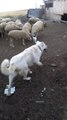 AKBAS COBAN KOPEGi YAVRULARI ve KOYUN  - AKBASH SHEPHERD DOG PUPPiES and SHEEP