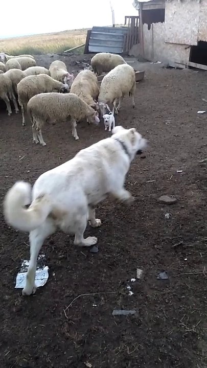 AKBAS COBAN KOPEGi YAVRULARI ve KOYUN  - AKBASH SHEPHERD DOG PUPPiES and SHEEP