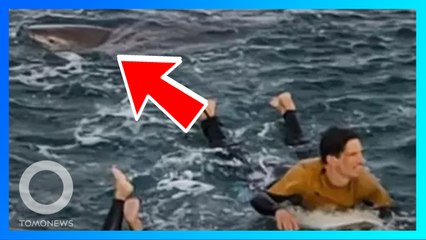 Télécharger la video: Shark Attack: Peselancar diikuti hiu dari belakang sebelum digigit! - TomoNews