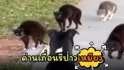 อุ๊ย.. เจอด่านเหมียว จนท. 4 นาย ตั้งท่าพร้อมโดดจับกุม ไปต่อดีมั้ยนะ !?