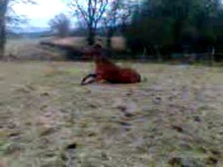 Vincennes qui se roule