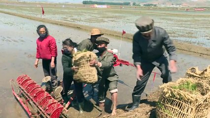 North Korea's rice planting season kicks off