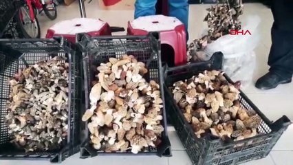 Kurutulmuş kuzugöbeği mantarı, 800 liraya satılıyor