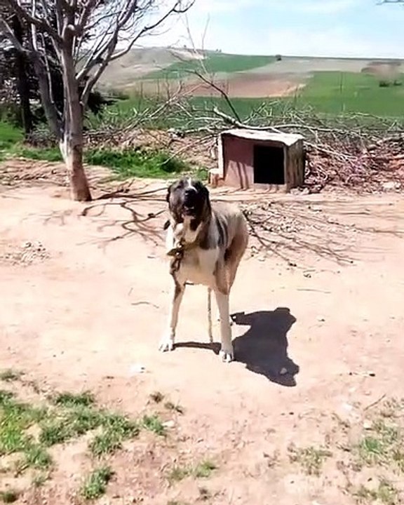 ADAMCI ALA COBAN KOPEGi - ANGRY ALA ANATOLiAN SHEPHERD DOG