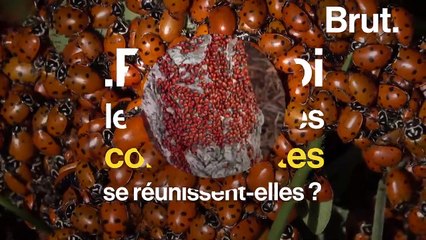 La reproduction des coccinelles convergentes, un rituel très spécial