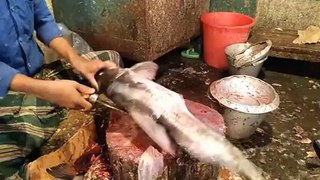 Amazing Big Ayer Fish Cutting Live in Bookshop in Gulshan