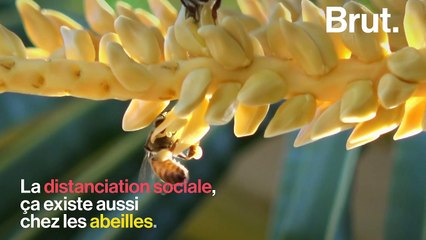 La distanciation sociale, ça existe aussi chez les abeilles