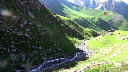 Pancar Toplamak İçin Dağı Tırmanıp Kilometrelerce Yürüyorlar