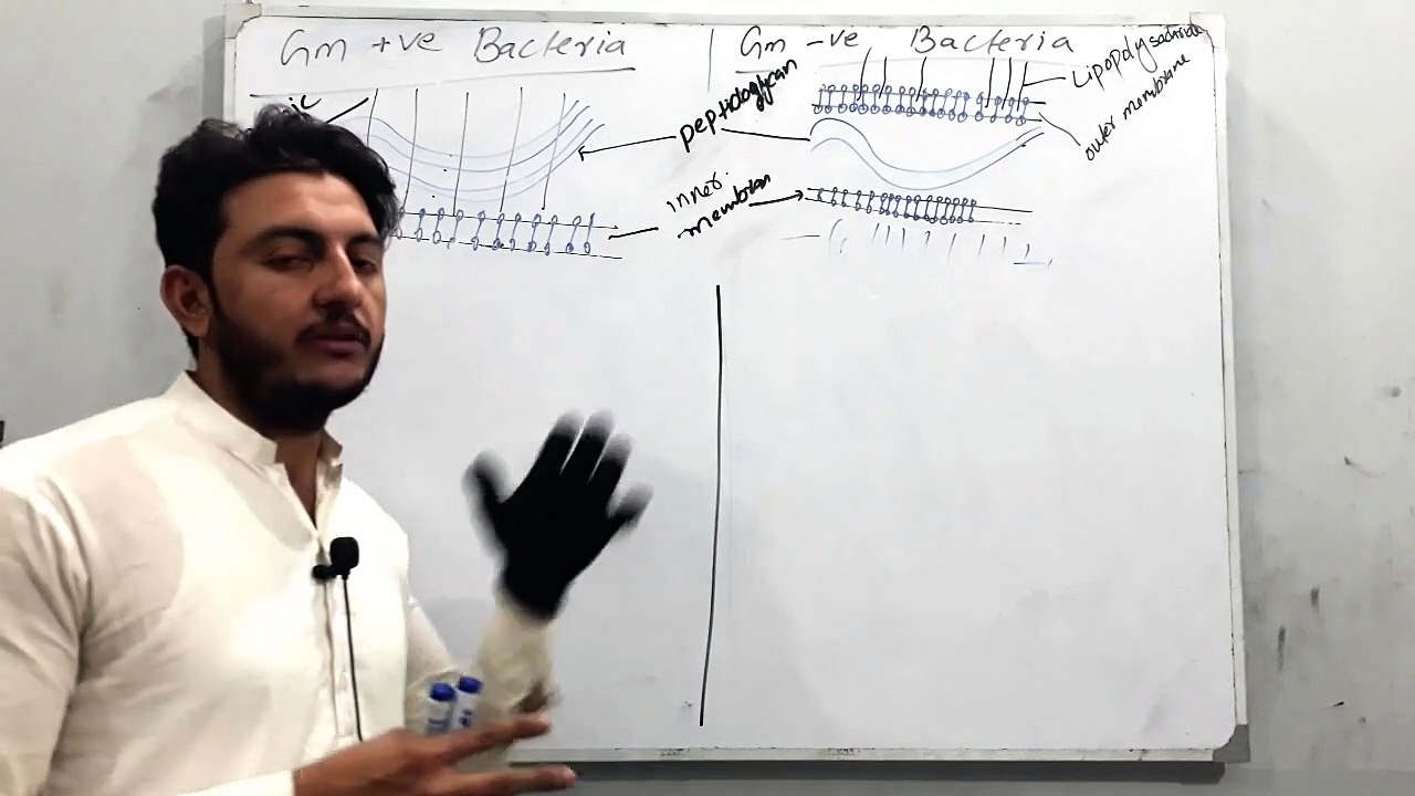 Gram Positive vs Gram Negative bacteria || Education Trends