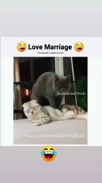 cat, ragdoll, bengal cat, british shorthair, persian cat, savannah cat, siamese cat, kittens, sphynx cat, ragdoll cat