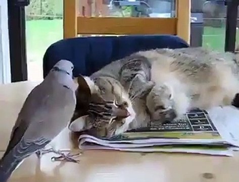 funny videos cats, cat, ragdoll, bengal cat, british shorthair, persian cat, savannah cat, siamese cat, kittens, sphynx cat, ragdoll cat,