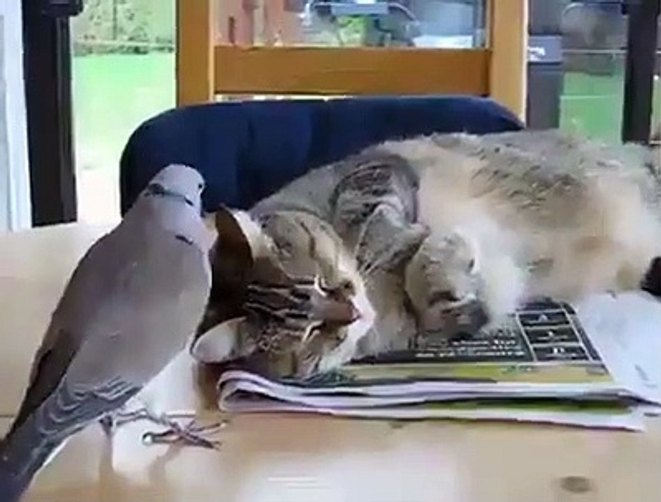 funny videos cats, cat, ragdoll, bengal cat, british shorthair, persian cat, savannah cat, siamese cat, kittens, sphynx cat, ragdoll cat,