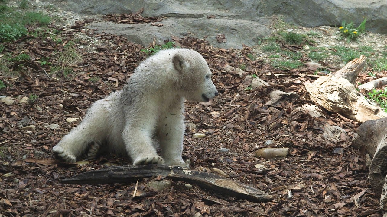 Tiergarten Schönbrunn öffnet am Freitag
