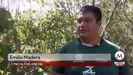 Cría de cerdos pone en riesgo cenote maya en Yucatán