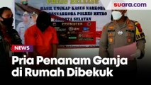 Pria Menanam Ganja di Rumah di Kawasan Kemang Jakarta Selatan Ditangkap Polisi