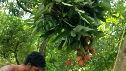 Lichu village vlog  || The Bengal Boy First vlog || The Bengal Boy