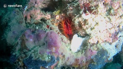 Underwater 'disco' clam lights up this coral reef in Indonesia