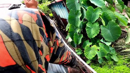 Wild boar gives Malaysian firemen the run-around before amazingly managing to escape