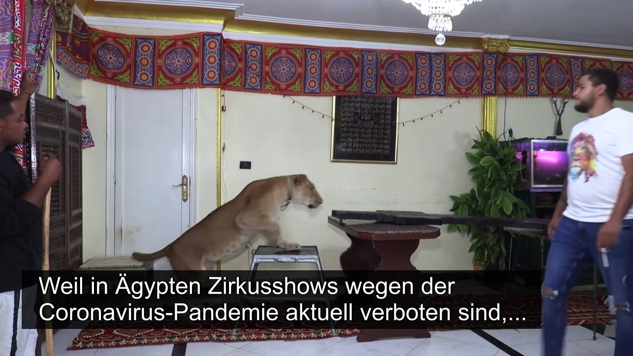 Kairos König der Löwen trotzt der Corona-Krise