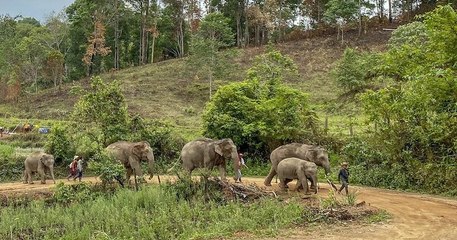 Avec l'absence de touristes, les éléphants thaïlandais retournent dans leurs habitats naturels