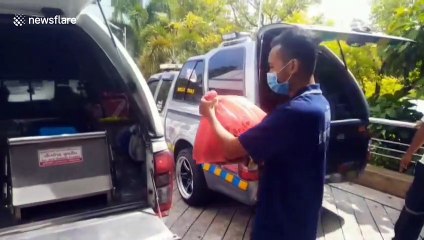 Newborn baby killed by monitor lizards after being abandoned next to pond in Thailand