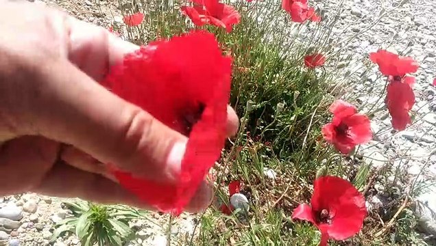 İşte o efsane bitki gelincik çiçeği bitkisi otu hakkında bilgi tanıtıcı video