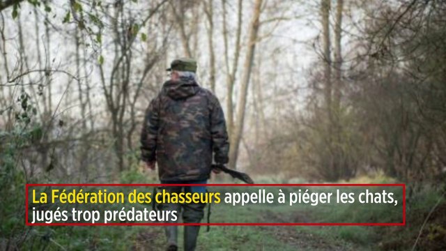 La Fédération des chasseurs appelle à piéger les chats, jugés trop prédateurs