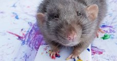 Ces rats peignent comme des vrais artistes et leurs oeuvres sont géniales