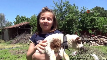 Parklarda Arkadaşları İle Koşmak Yerine Kuzusu İle Koşmayı Tercih Etti