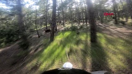 KÜTAHYA Yılkı atları sürü halinde görüntülendi