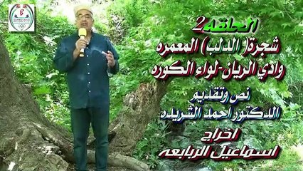 شجرة الدلب في وادي الريان يبلغ عمرها الالف عام