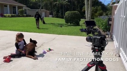 Belgian Malinois- Family Protection Dogs for Sale- Fine Line Family K-9