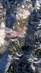 Instant Bond Formed While Saving a Stranded Fish
