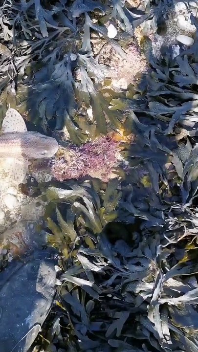 Instant Bond Formed While Saving a Stranded Fish