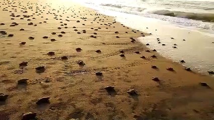 Des milliers de bébés tortues se pressent vers l'océan