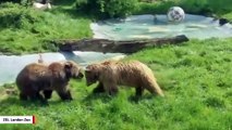 With Humans Staying At Home, Zoo Bears Have A Party