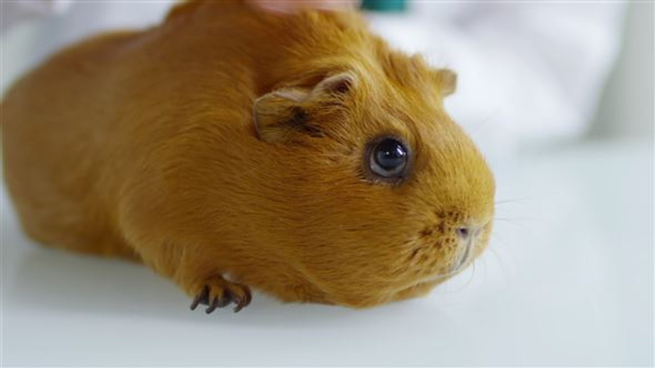 Würdest du dich gegen Covid-19 impfen lassen?