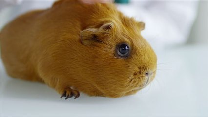 Würdest du dich gegen Covid-19 impfen lassen?