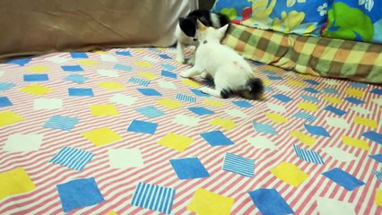 Siblings Kitties Fight On Bed