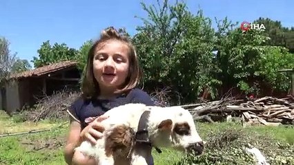 Parklarda koşmak yerine kuzusu ile koşmayı tercih etti