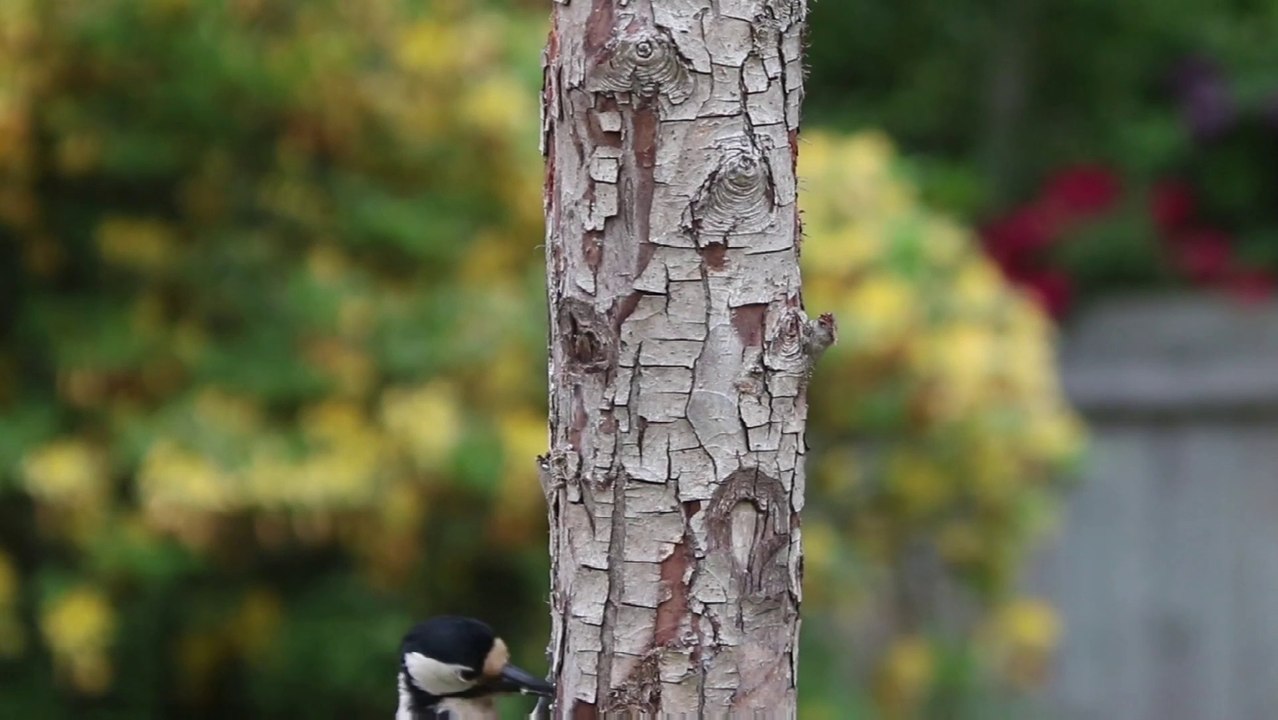 Bird in hd | beautiful bird in full hd | mind relaxing music.