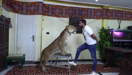 مروض أسود مصري يقيم عروضا في منزله بعد اغلاق السيرك بسبب كورونا