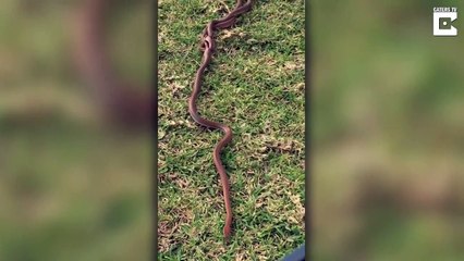 Mais que font ces 3 serpents emmêlés entre eux