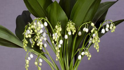 Lily Of The Valley - 38202