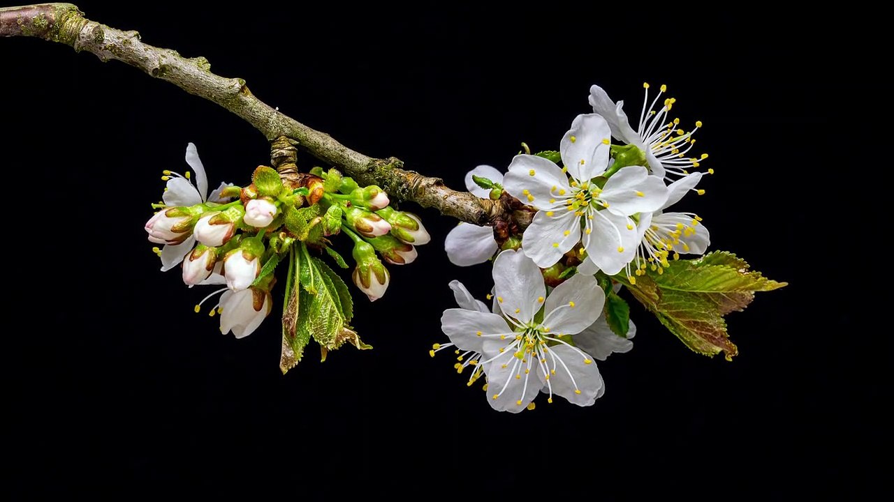 Flower - 36565