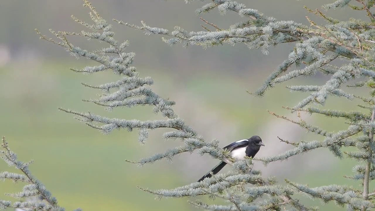 FLYING BIRDS