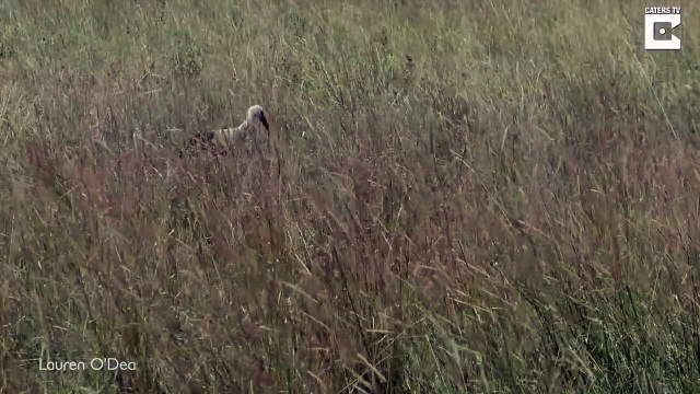 Cet oiseau réussit à échapper à un léopard en chasse... de justesse